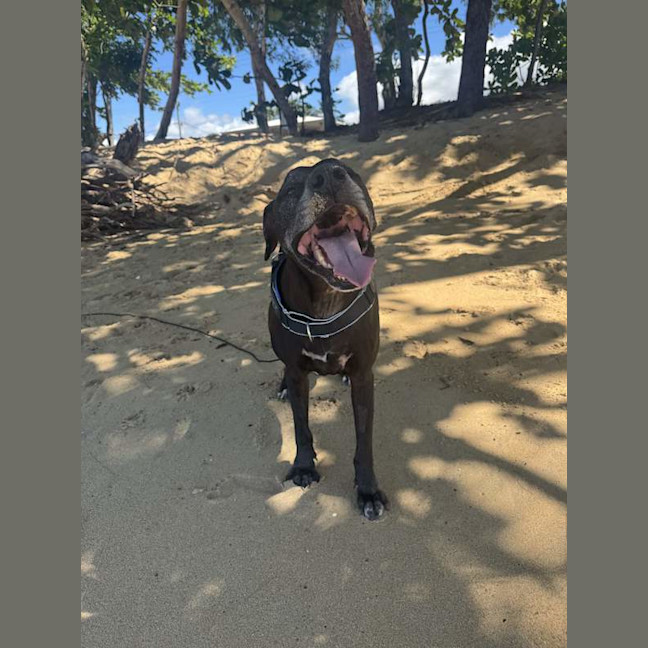 Photo of Shadow