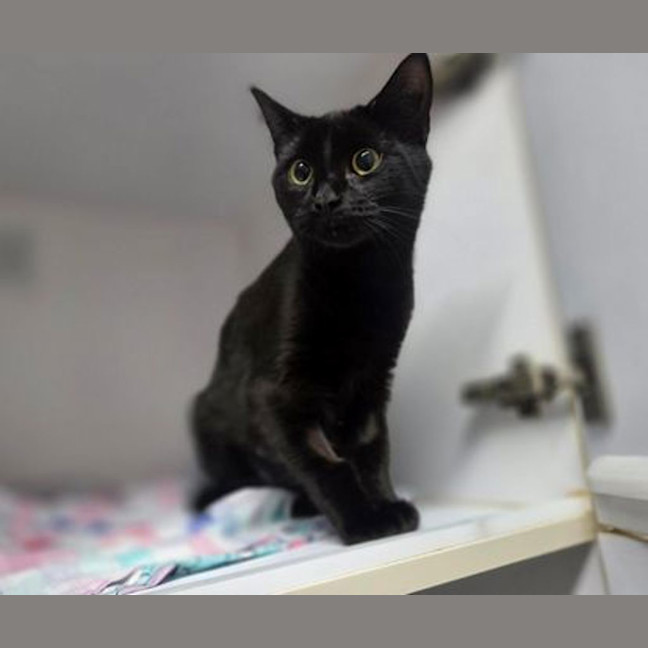 Photo of Blossom