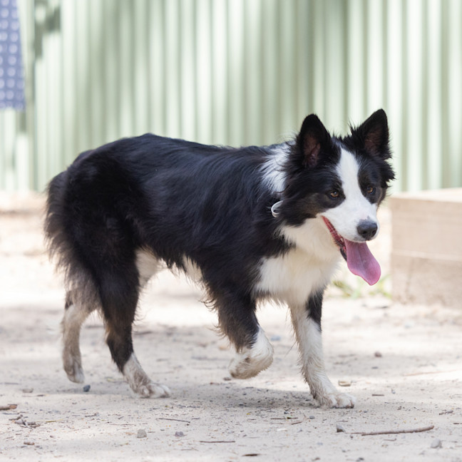 Photo of Kora