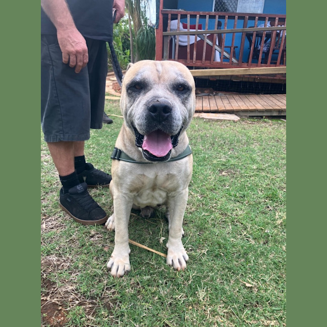 Photo of Diesel
