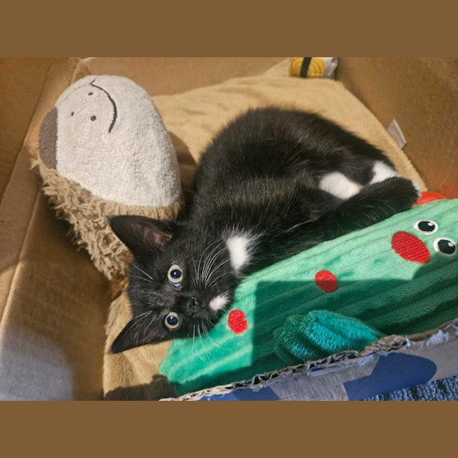 Photo of Panther Lilly