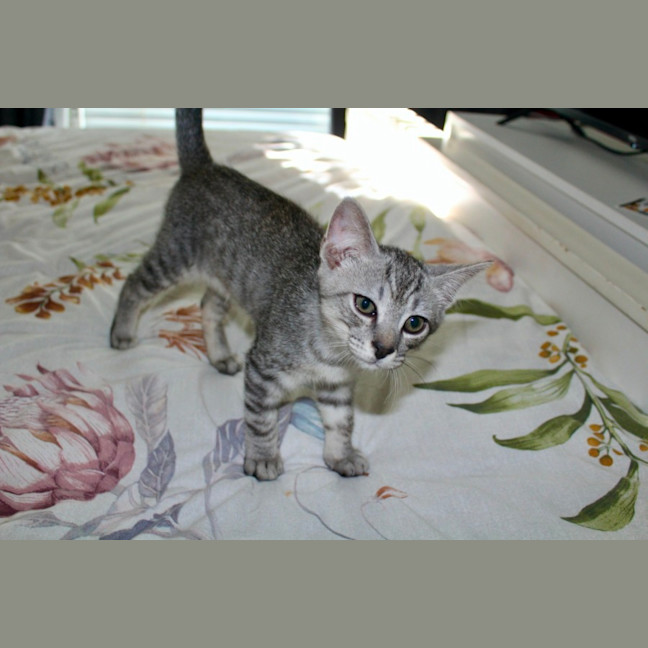 Photo of Tigger
