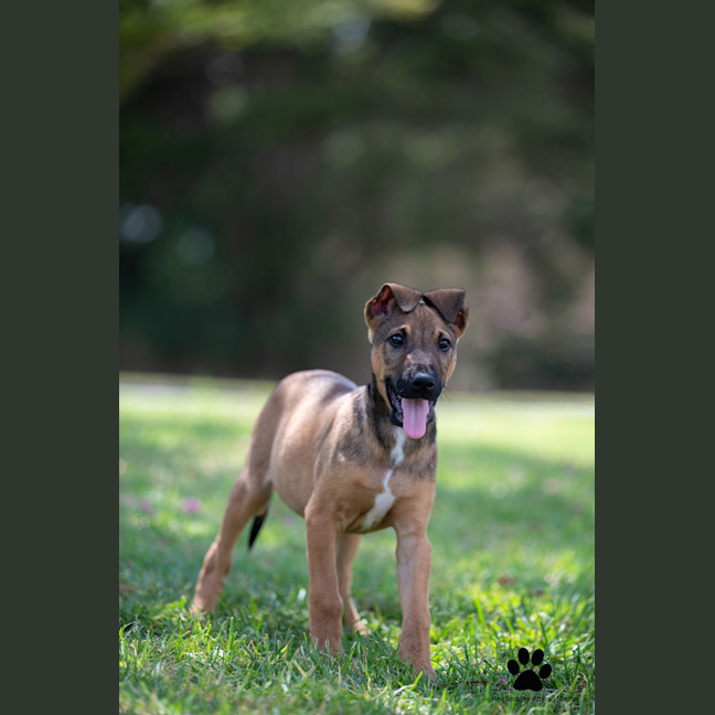 Photo of Ryder