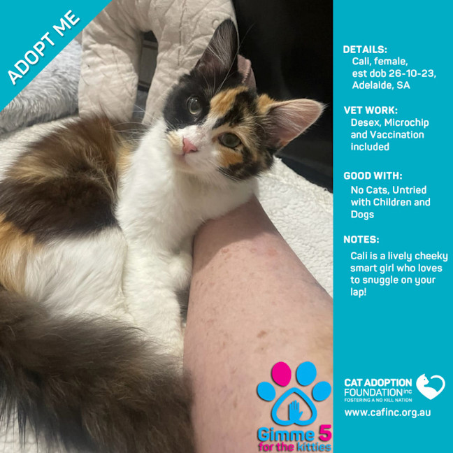 Photo of Cali Only $40 Limited Time!