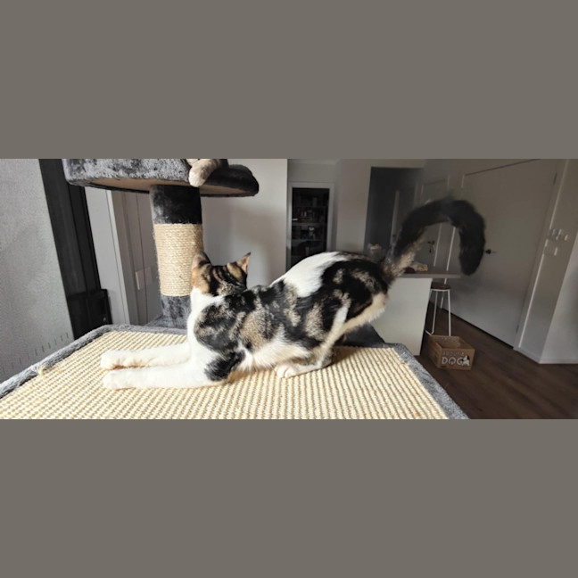 Photo of Birdie (Was Orchid)