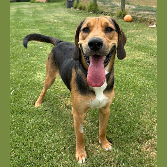 Photo of Scout