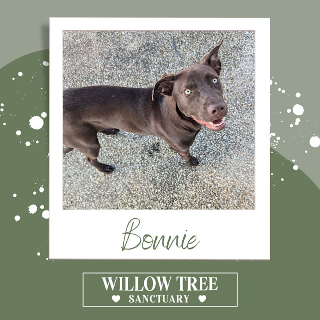 Photo of Bonnie