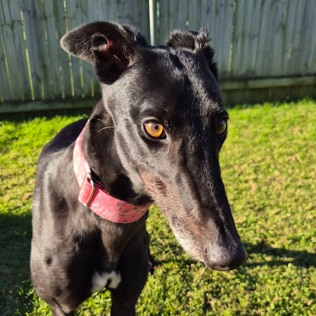 Photo of Marcia The Greyhound