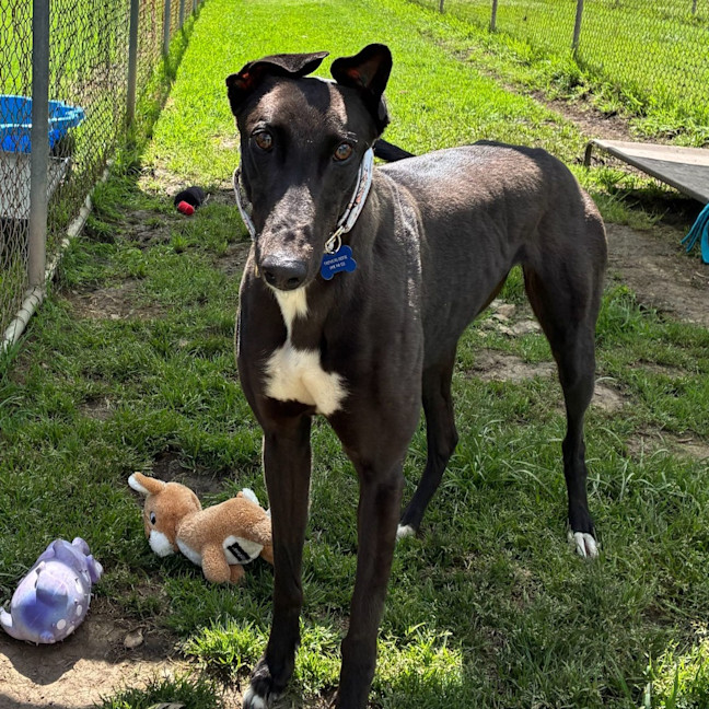 Photo of Arwen The Greyhound