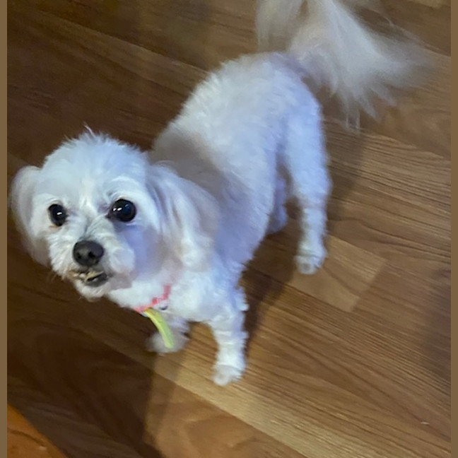 Photo of Angel (Beau And Angel)