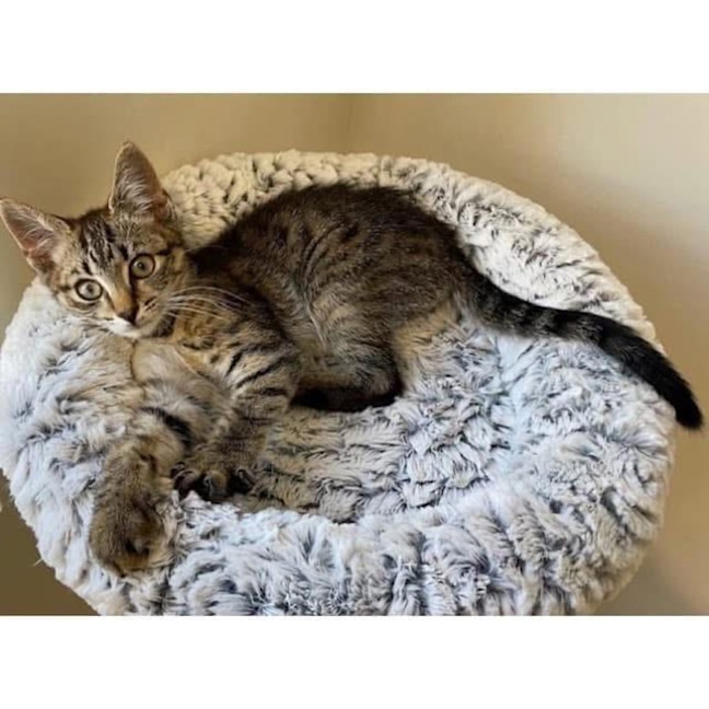 Photo of 11886   Briggs