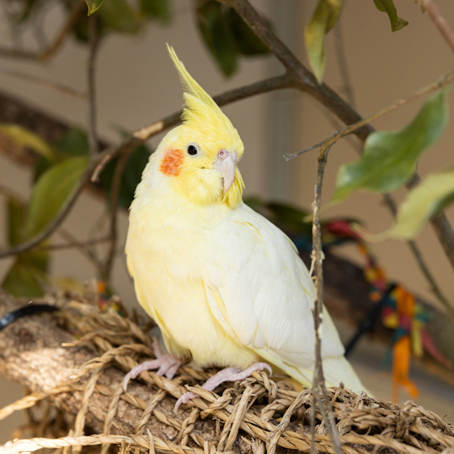 Photo of Cuckoo