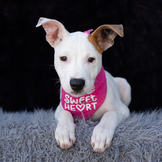 Photo of Harley