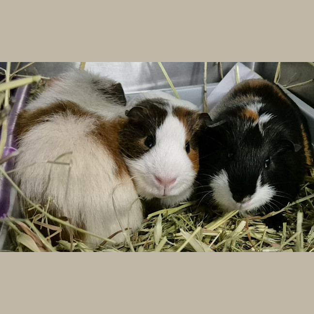 Photo of Gomez (Bonded With Batty And Dexter)