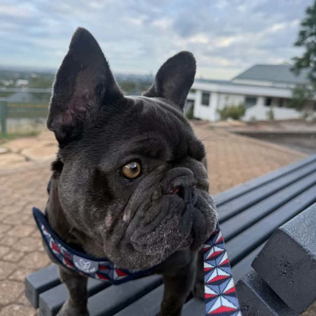 Photo of Gigi