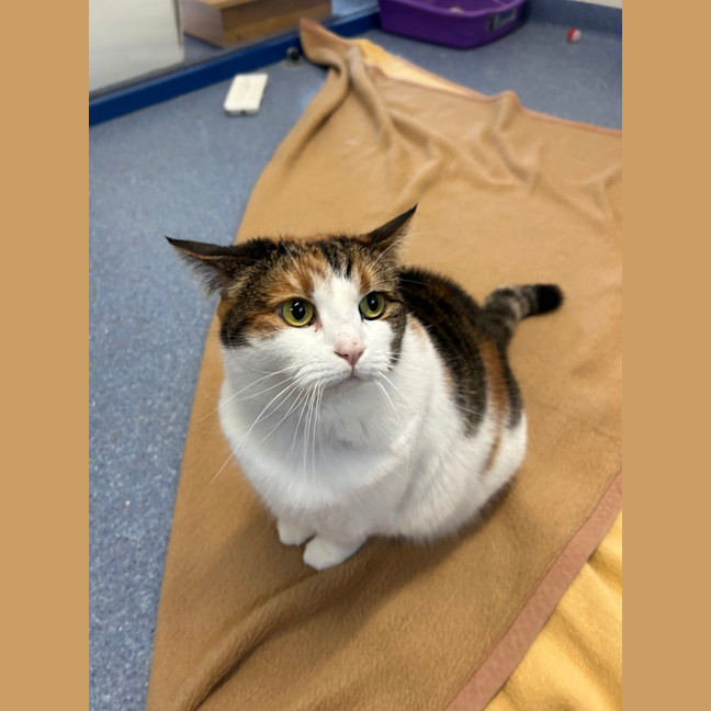 Photo of Pumpkin