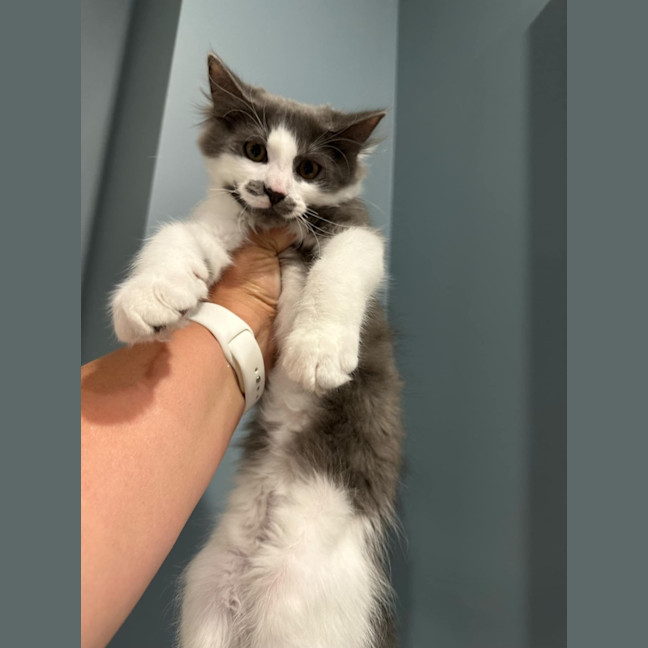 Photo of Mo Babes Meet Me@Hastings Petstock 