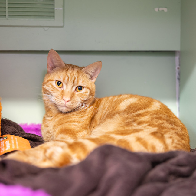 Photo of Cinnamon