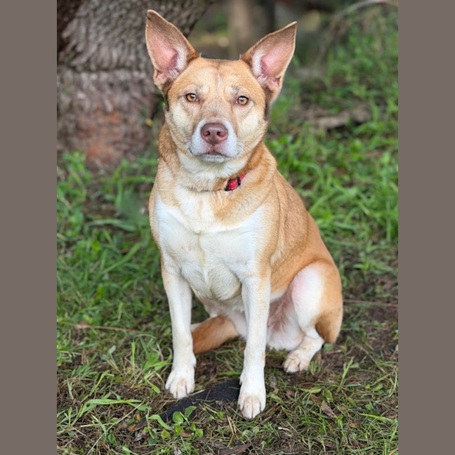 Photo of Chilli