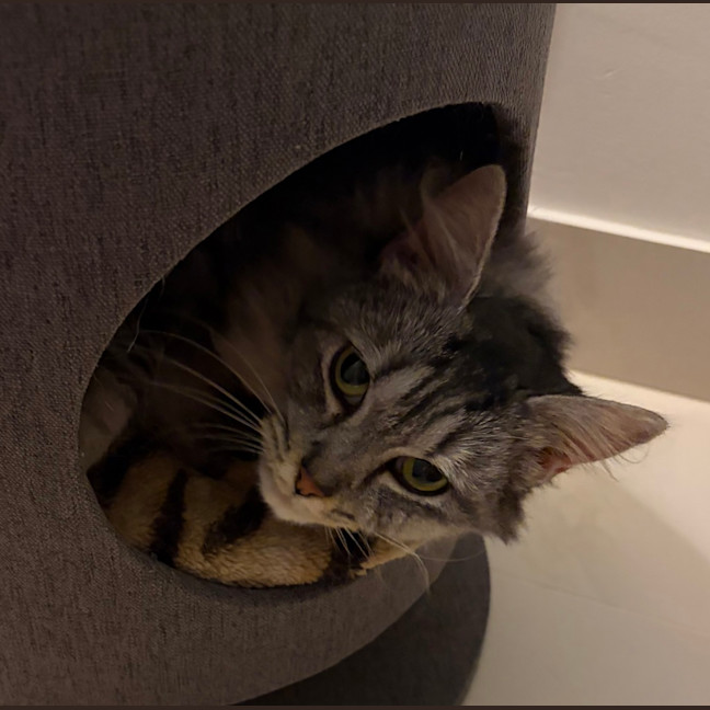 Photo of Nova