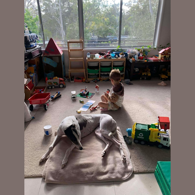 Photo of Molly, They Greyhound