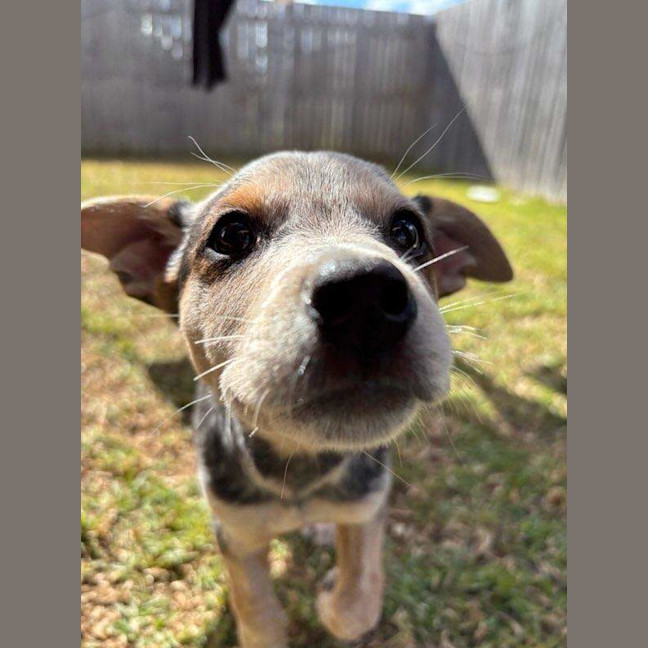 Photo of Brandy