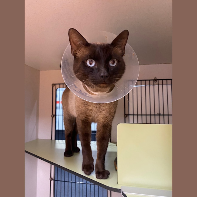 Photo of Bronson
