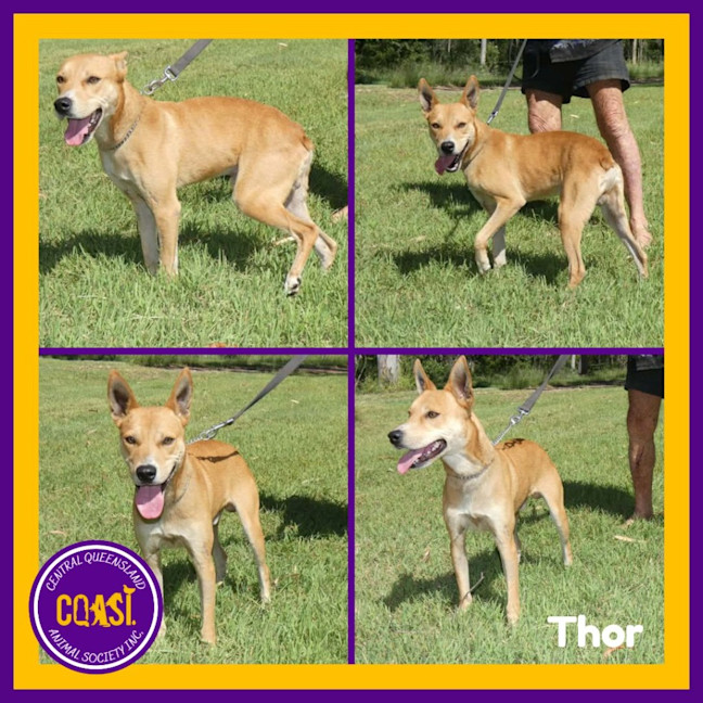 Photo of Thor