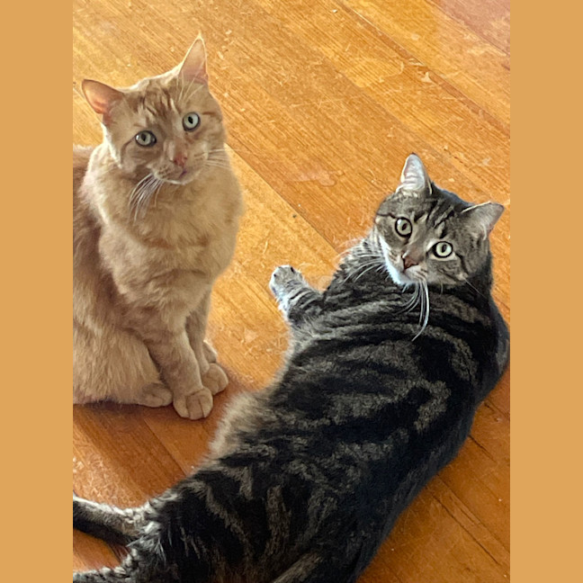 Photo of Ginger (Gigi)