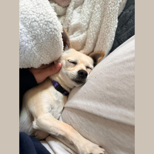 Photo of Honey