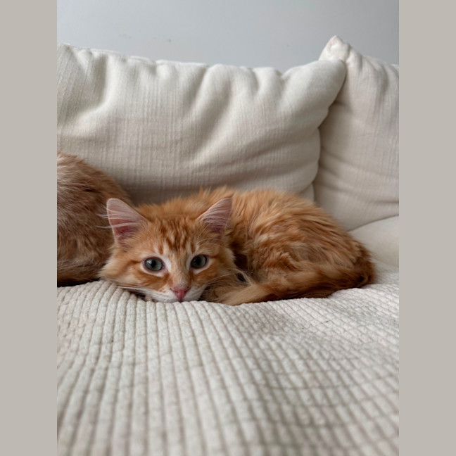 Photo of Enzo 