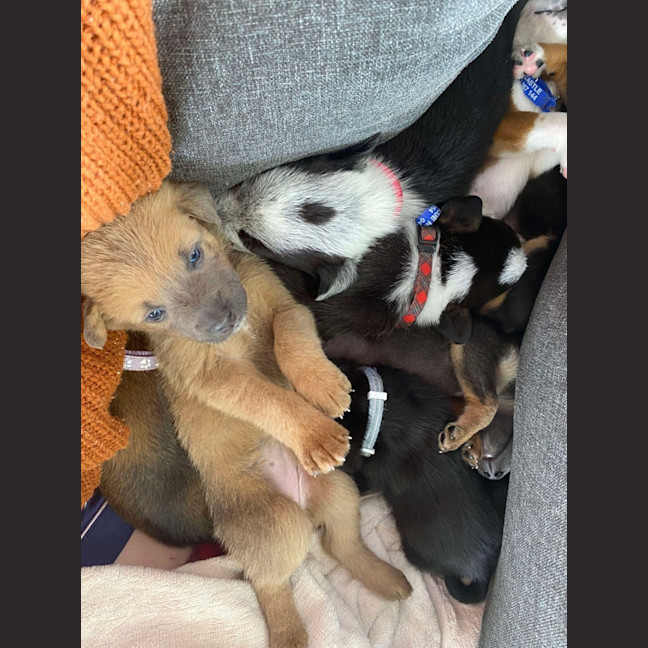 Photo of Chilli   8 Week Old Kelpie X (Trial)