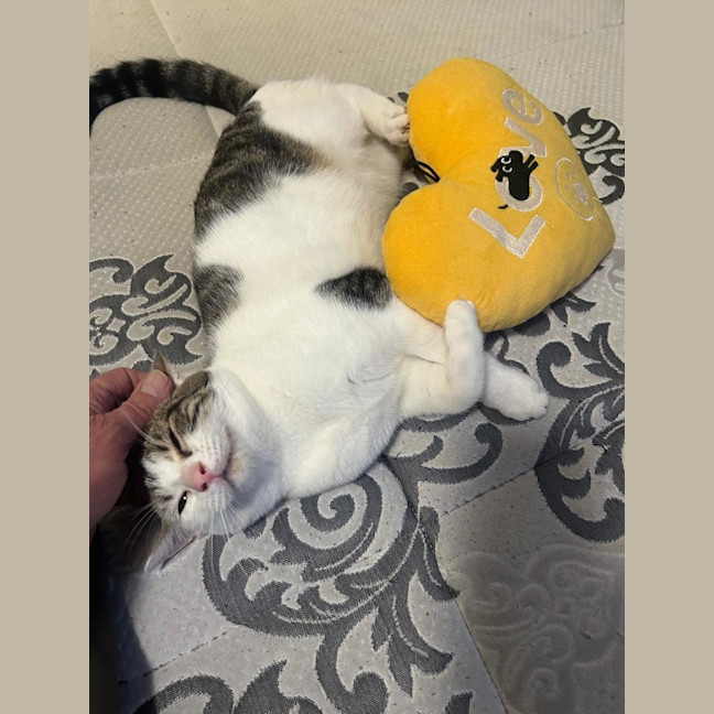 Photo of Pumpkin 