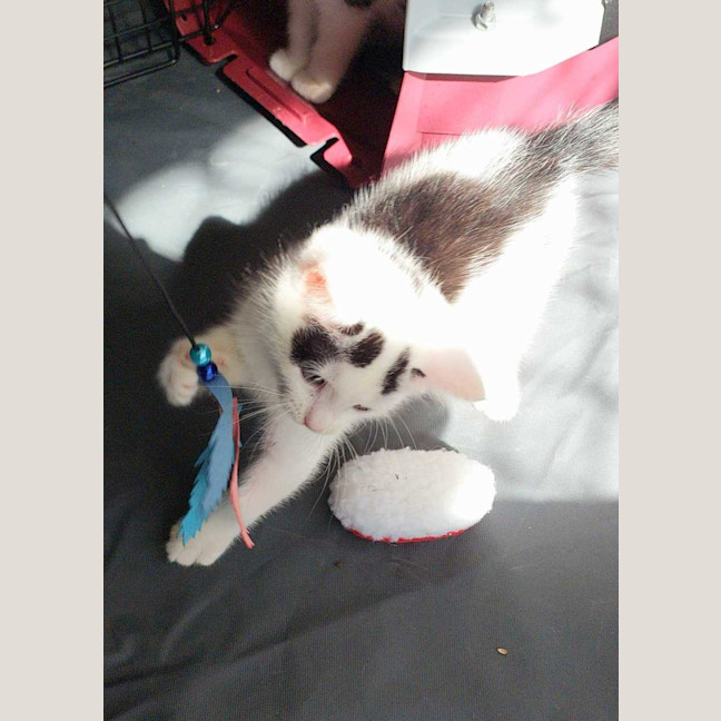 Photo of Oscar