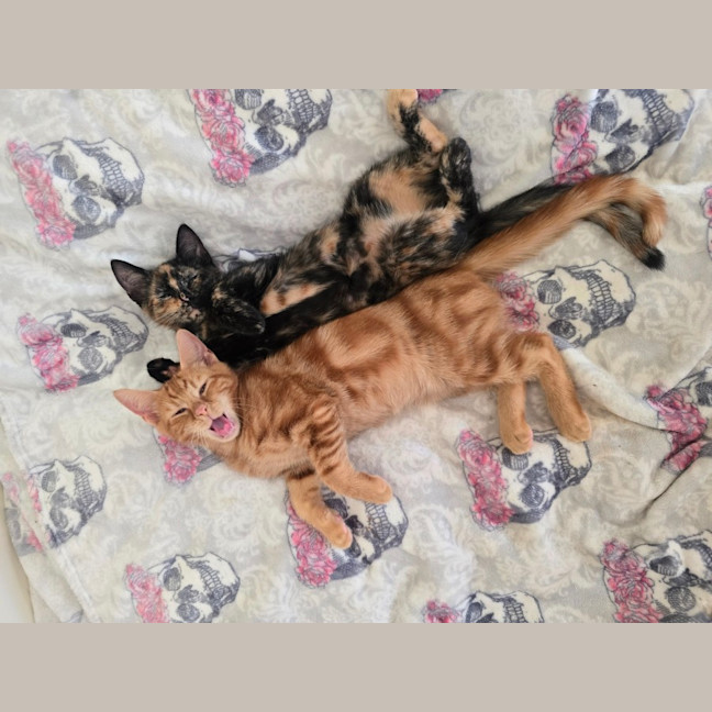 Photo of Amity (Located In Wantirna South)