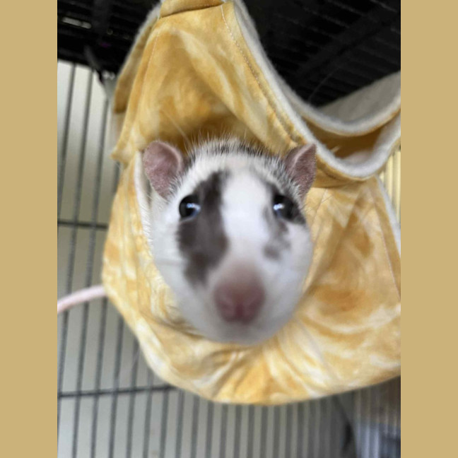 Photo of Galaxy & Apollo