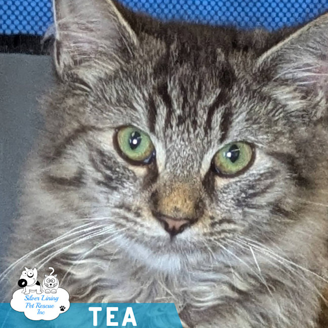 Photo of Tea