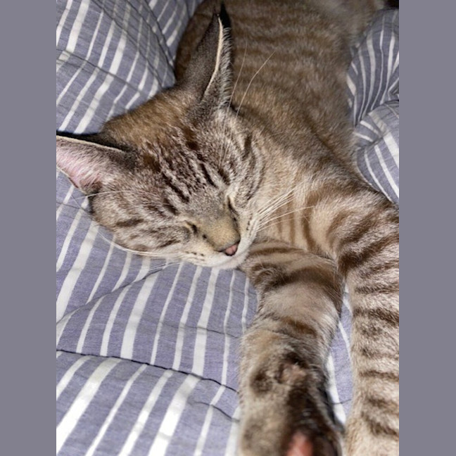 Photo of Morgan