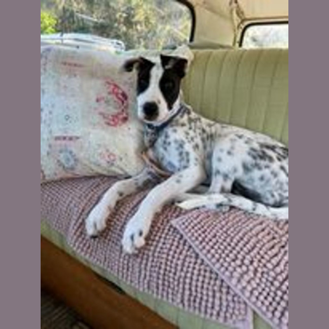 Photo of Indy