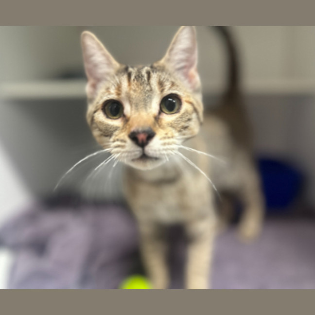 Photo of Tinkerbell