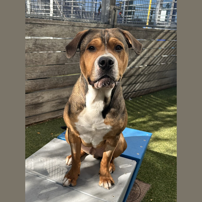 Photo of Dash