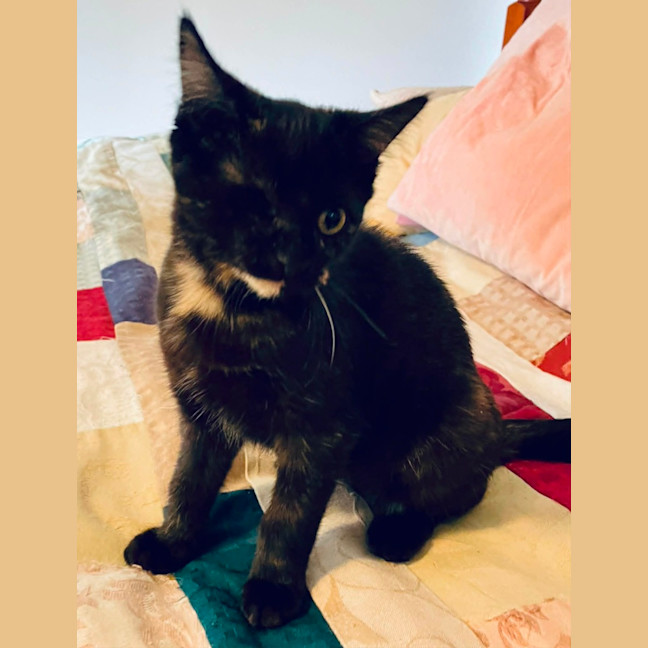 Photo of Guinness ** 2nd Chance Cat Rescue **