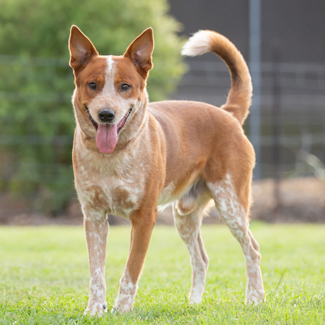 Photo of Rusty
