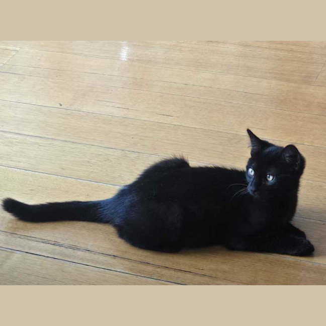 Photo of Kahlua 