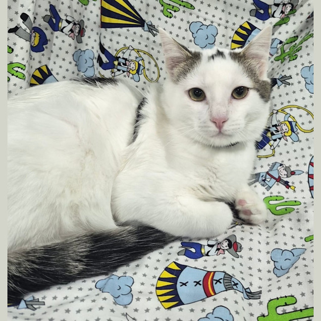 Photo of Toby