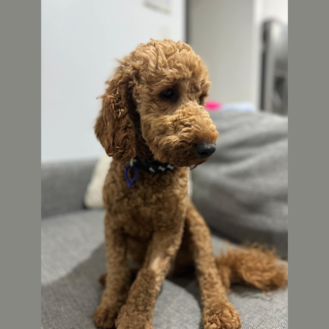 Photo of Bentley   1 Year Old Cavoodle (Trial)