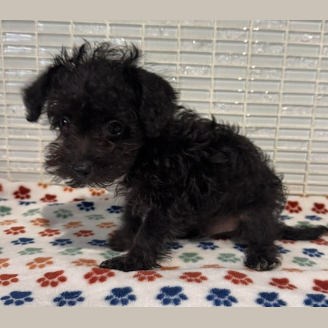 Photo of Trinket