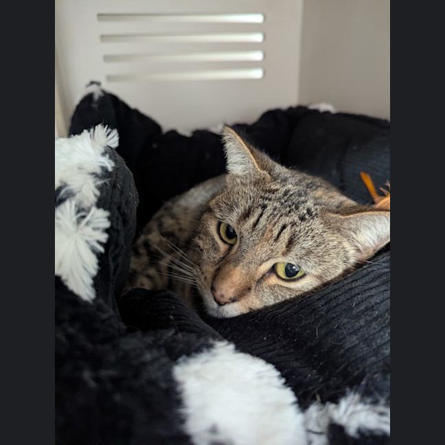 Photo of Tiny Whiney