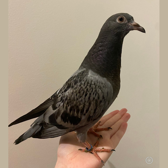 Photo of Vacuum Cleaner