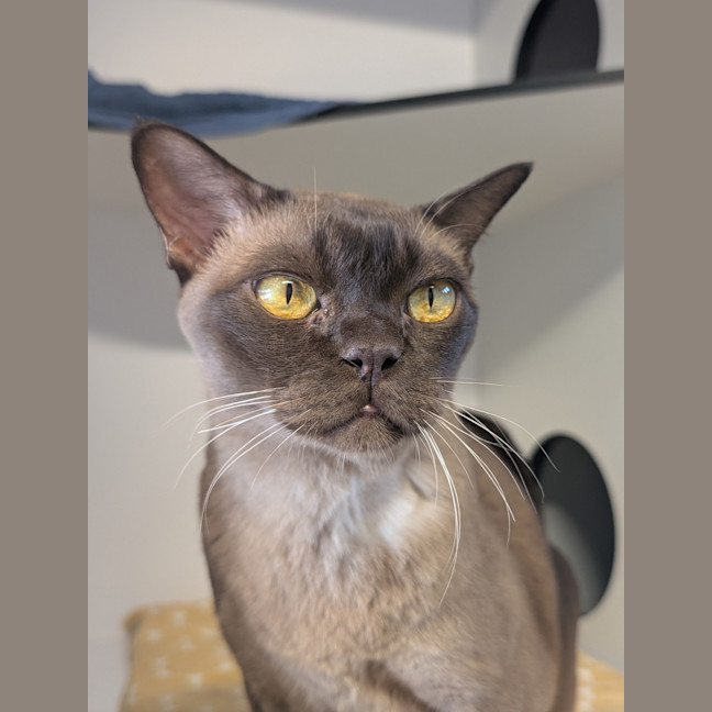 Photo of Milo